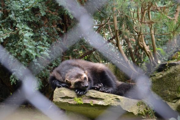 Vorschaubild des Beitrags